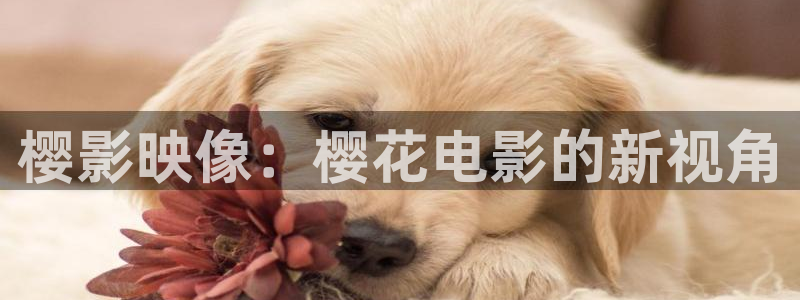 星空影视下载ios